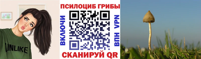 MEGA   Щёлкино  Псилоцибиновые грибы Psilocybe 